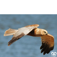 گونه سنقر تالابی Western Marsh Harrier